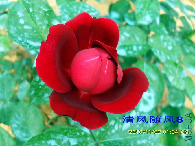 ������ (Highgrove) (3).jpg