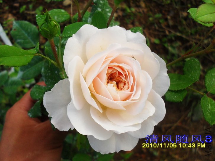 ����Ŧ�� (����Ŭ����Emanuel) (3).jpg