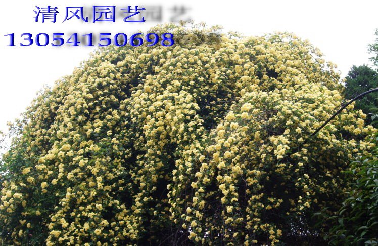 �ذ��ľ��11 (6).jpg