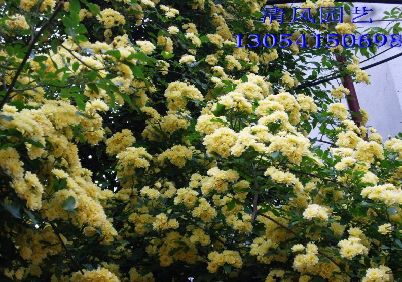 �ذ��ľ��11 (3).jpg