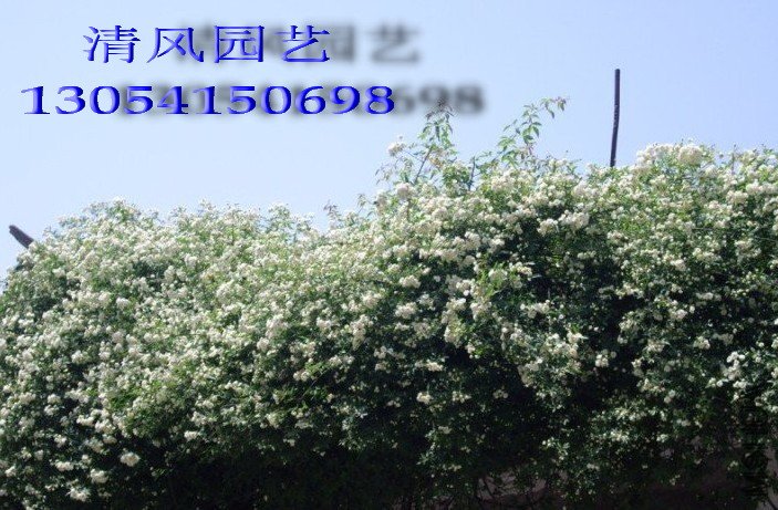 �ذ��ľ��11 (5).jpg