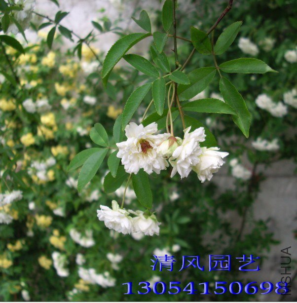 �ذ��ľ��11 (2).jpg