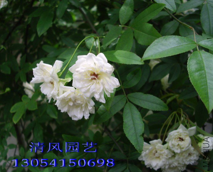 �ذ��ľ��11 (3).jpg