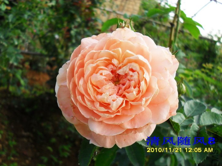 ������ (Colette) (1).jpg