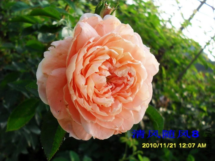 ������ (Colette) (2).jpg