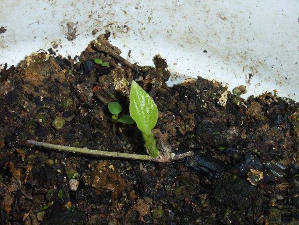 ���ߵ���Ҷ�Ѿ�ȫ���� ��ȥ��