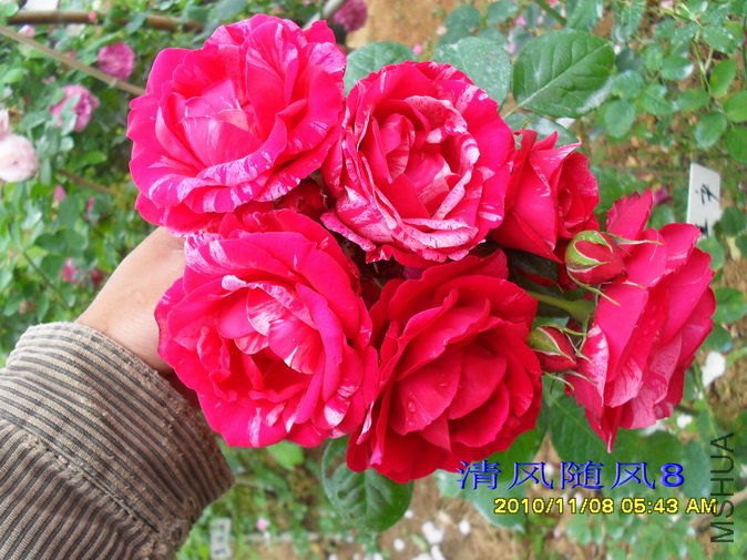 �������˹ (Heri matisse) (1).jpg