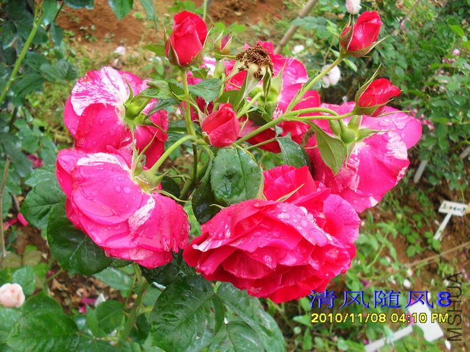 �������˹ (Heri matisse) (3).jpg