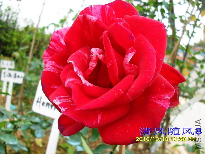 �������˹ (Heri matisse) (2).jpg