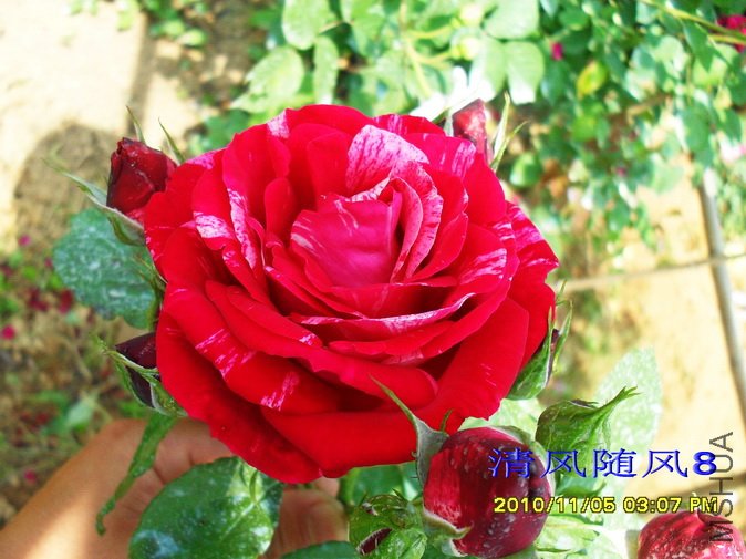 �������˹ (Heri matisse) (5).jpg