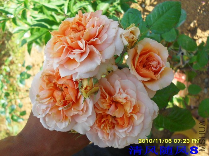 ��Τ������2 (15).jpg