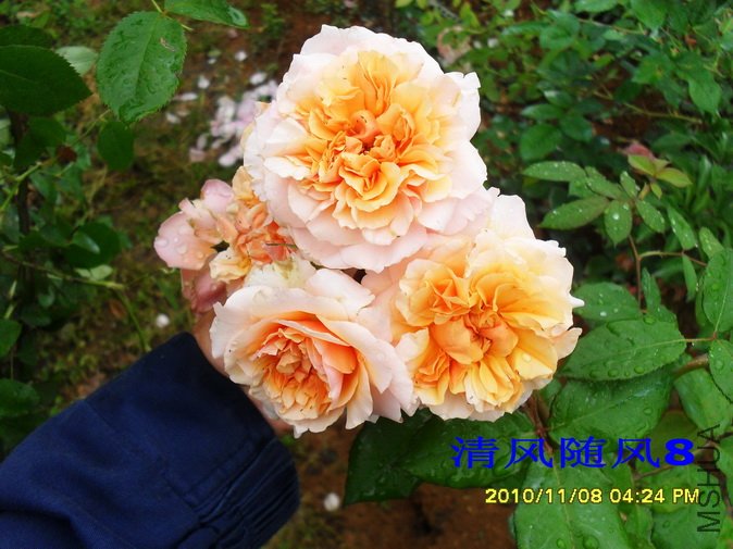 ��Τ������2 (25).jpg