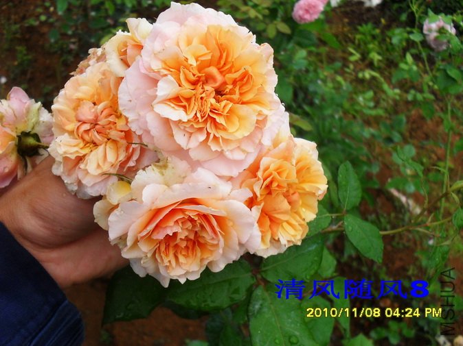 ��Τ������2 (31).jpg