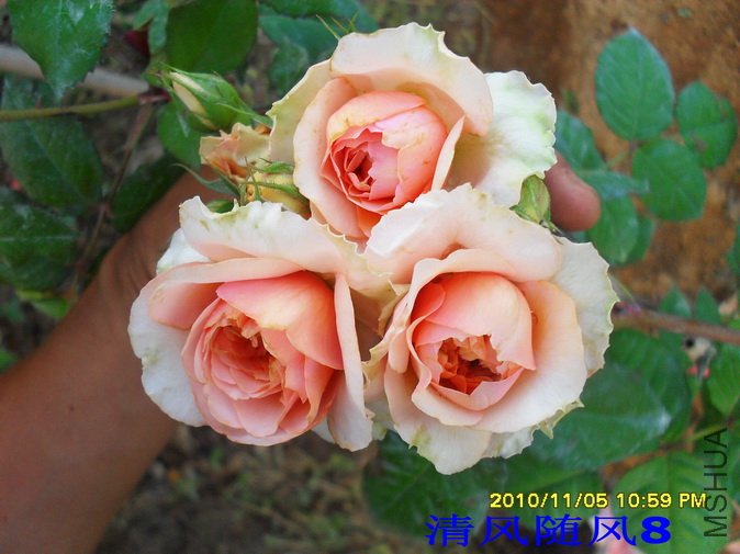 ��Τ������2 (48).jpg