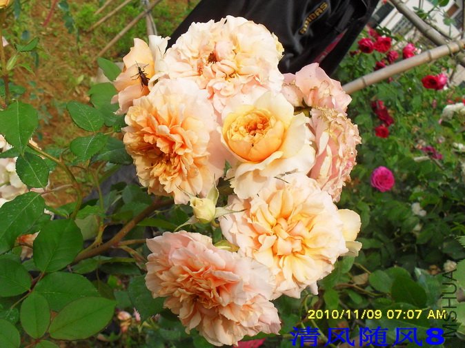 ��Τ������2 (20).jpg