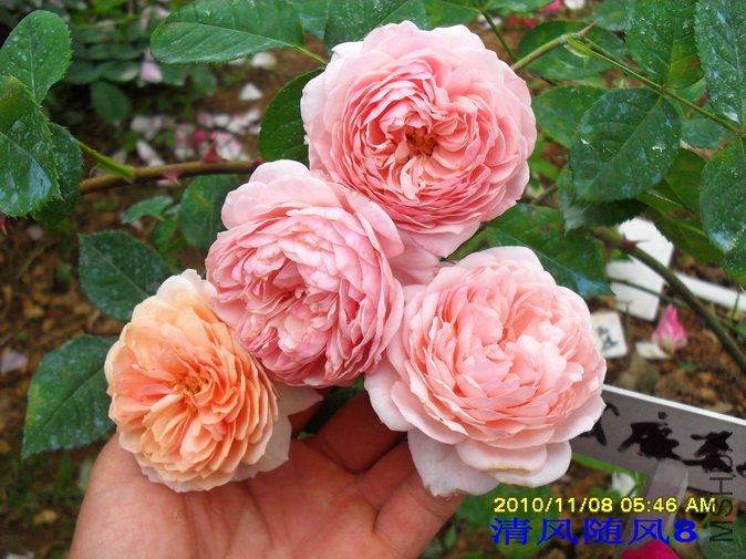 ʲ���տ����� (1).jpg