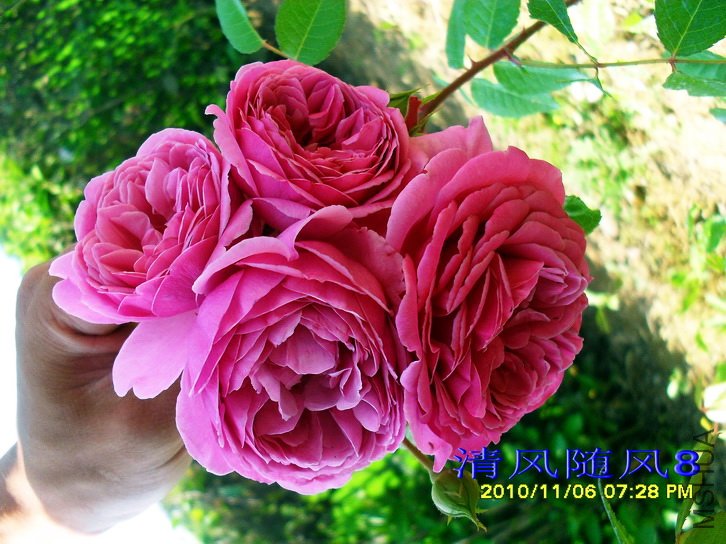 ��ʿ�� (Wisley) (1).jpg