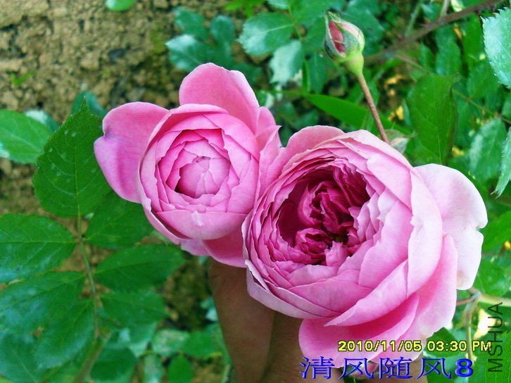 ��ʿ�� (Wisley) (4).jpg