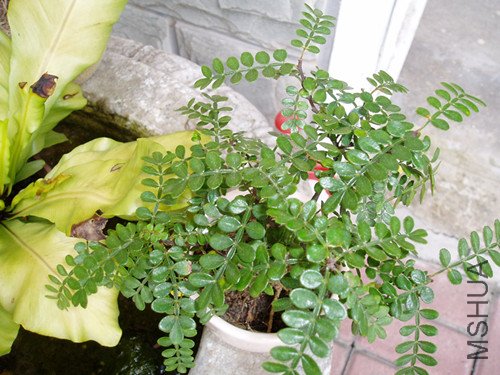 P1010293_����.jpg