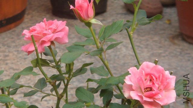 DSC02528s copy.JPG