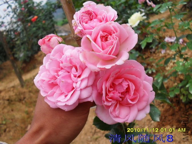 ������ά�ĸ���1 (9).jpg