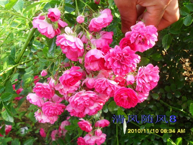 �ٷۺ�����1 (33).jpg