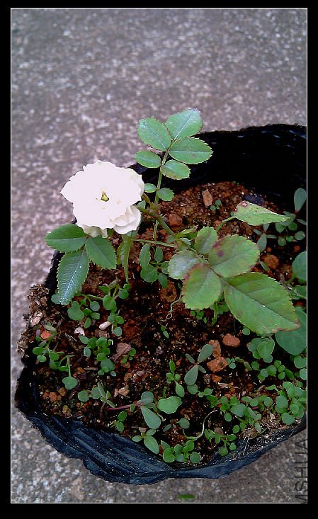 IMAG0466.jpg