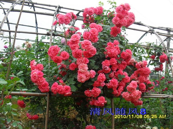 ��õ��԰ (5).jpg