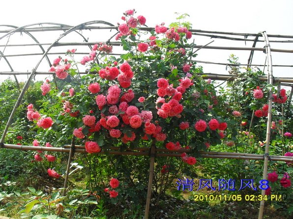 ��õ��԰ (3).jpg