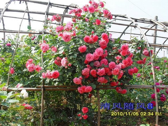 ��õ��԰ (2).jpg