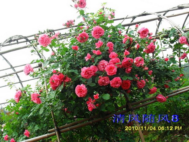 ��õ��԰ (4).jpg