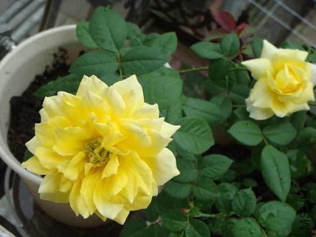 DSC01411.JPG