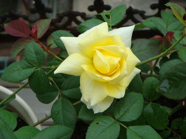 DSC01413.JPG