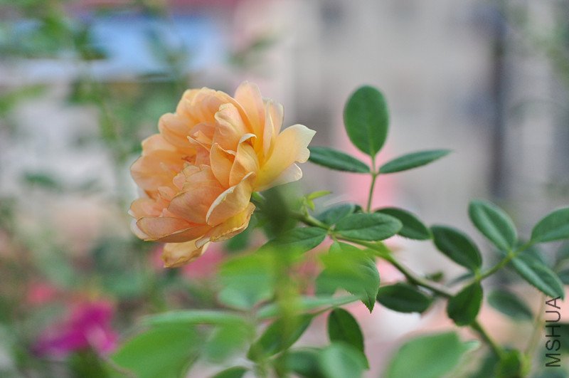 DSC_0133_����.jpg