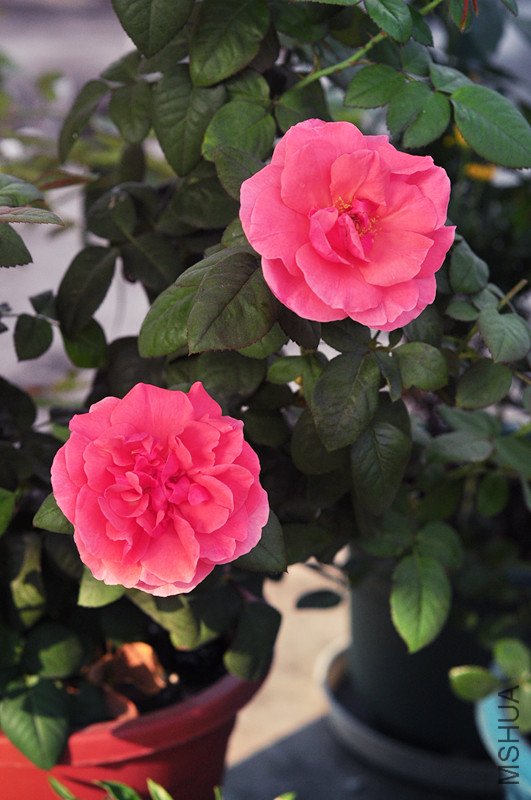 dsc_0701_����.jpg