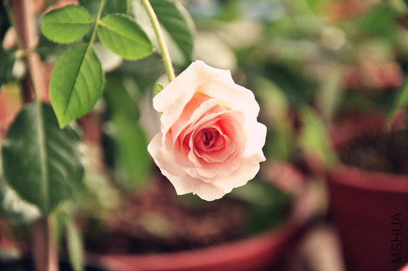 dsc_0584_����.jpg