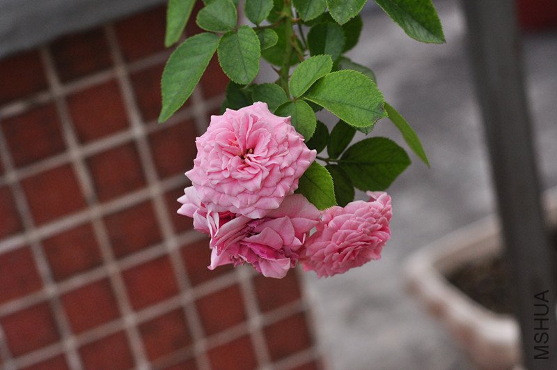 dsc_0065_����.jpg