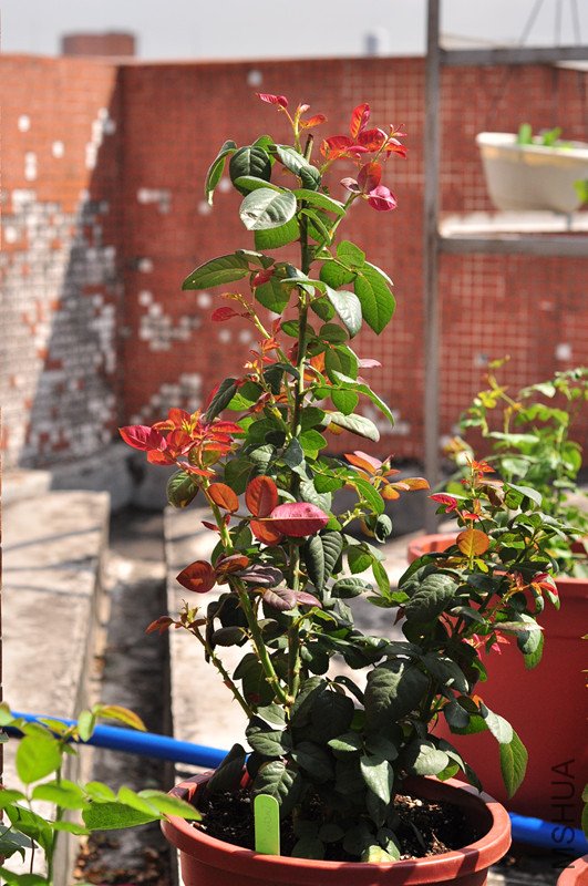 dsc_0027_����.jpg