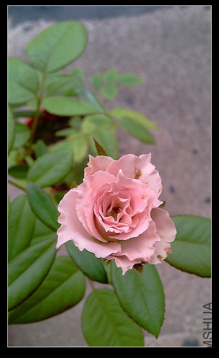 IMAG0433.jpg
