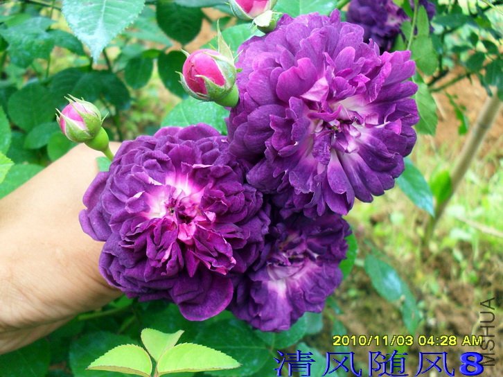 ���������� (2).jpg