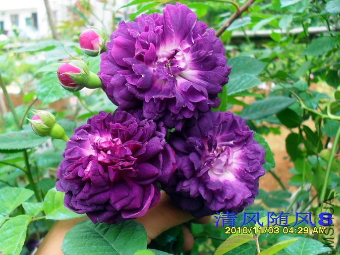 ���������� (7).jpg