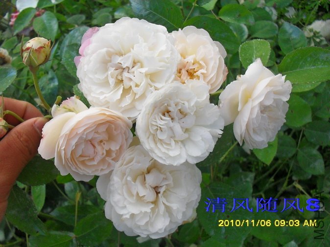 �³�˹�ش����2 (3).jpg