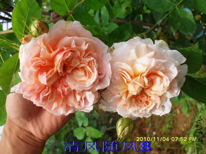 ��ܽ��1 (4).jpg