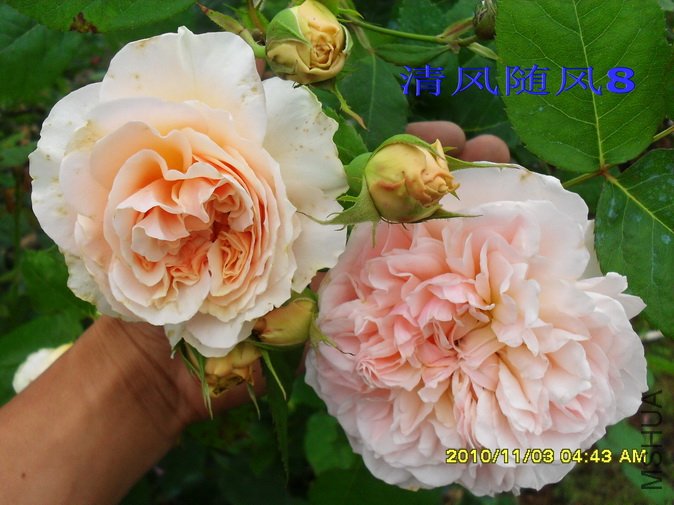 ��ܽ��1 (2).jpg