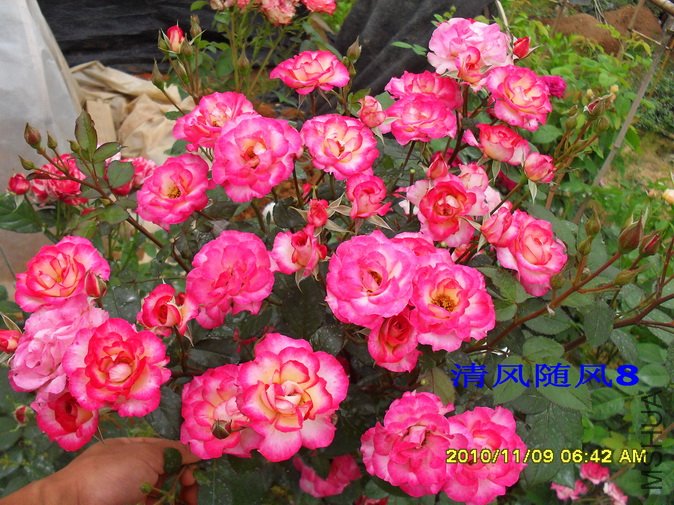 ��˹�� (1).jpg