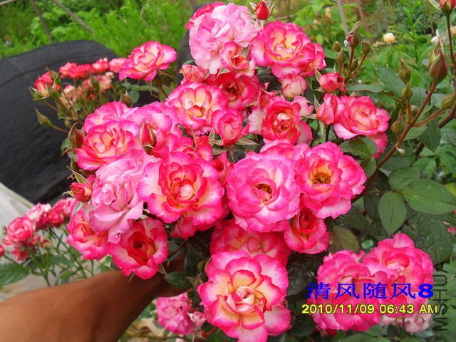 ��˹�� (2).jpg