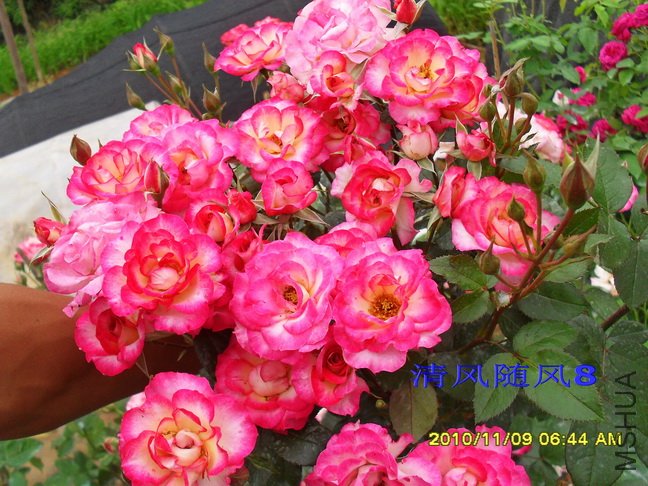 ��˹�� (3).jpg