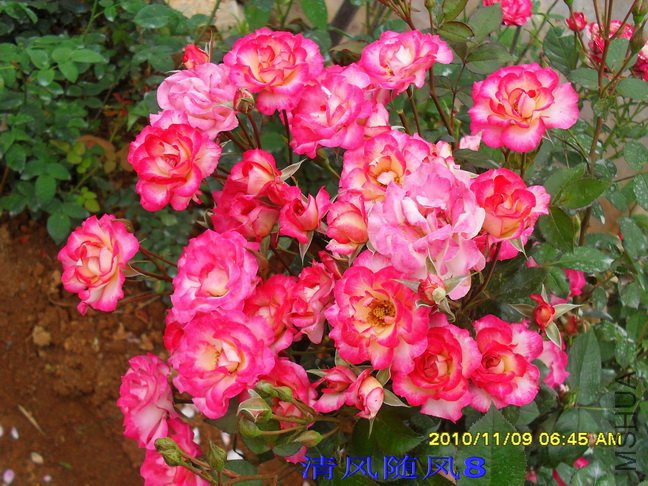 ��˹�� (8).jpg