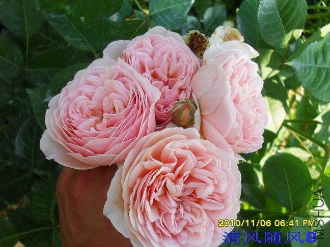 ��������Ҷ2 (2).jpg