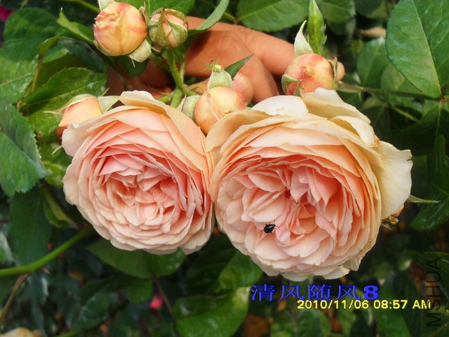 ��������Ҷ2 (13).jpg